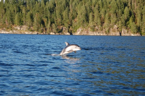 http://grantlawrence.ca/wp-content/uploads/2011/08/dolphin1-488x324.jpg